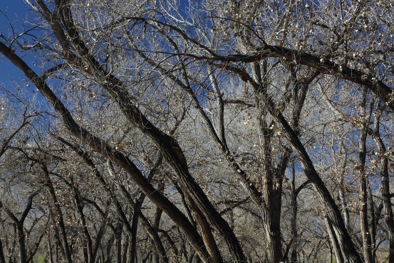 Los Lunas Tree Services